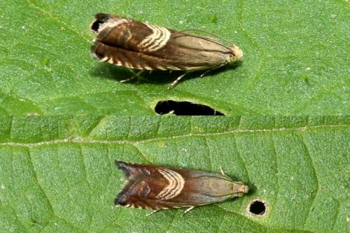 Grapholita delineana